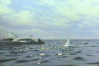 Albatross